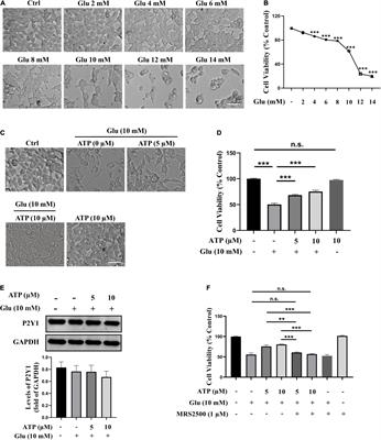 Extracellular Adenosine Triphosphate Binding to P2Y1 Receptors Prevents Glutamate-Induced Excitotoxicity: Involvement of Erk1/2 Signaling Pathway to Suppress Autophagy